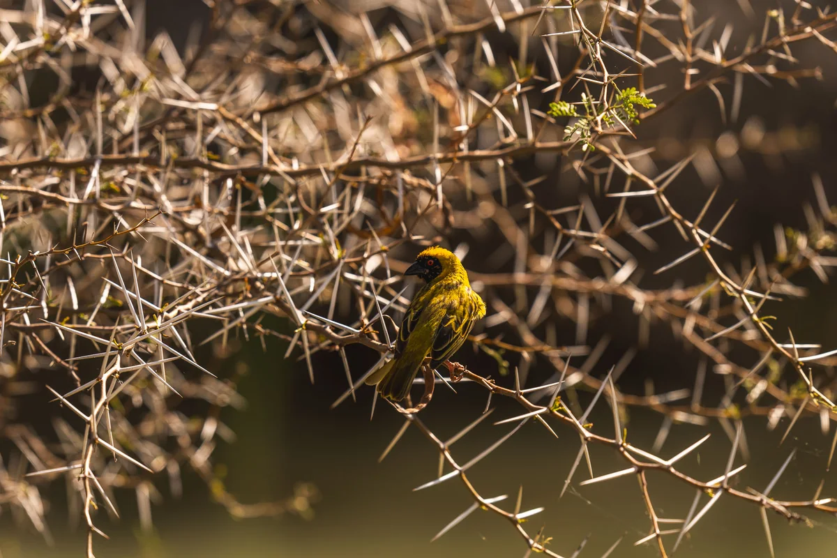 A weaver perched among thorn branches