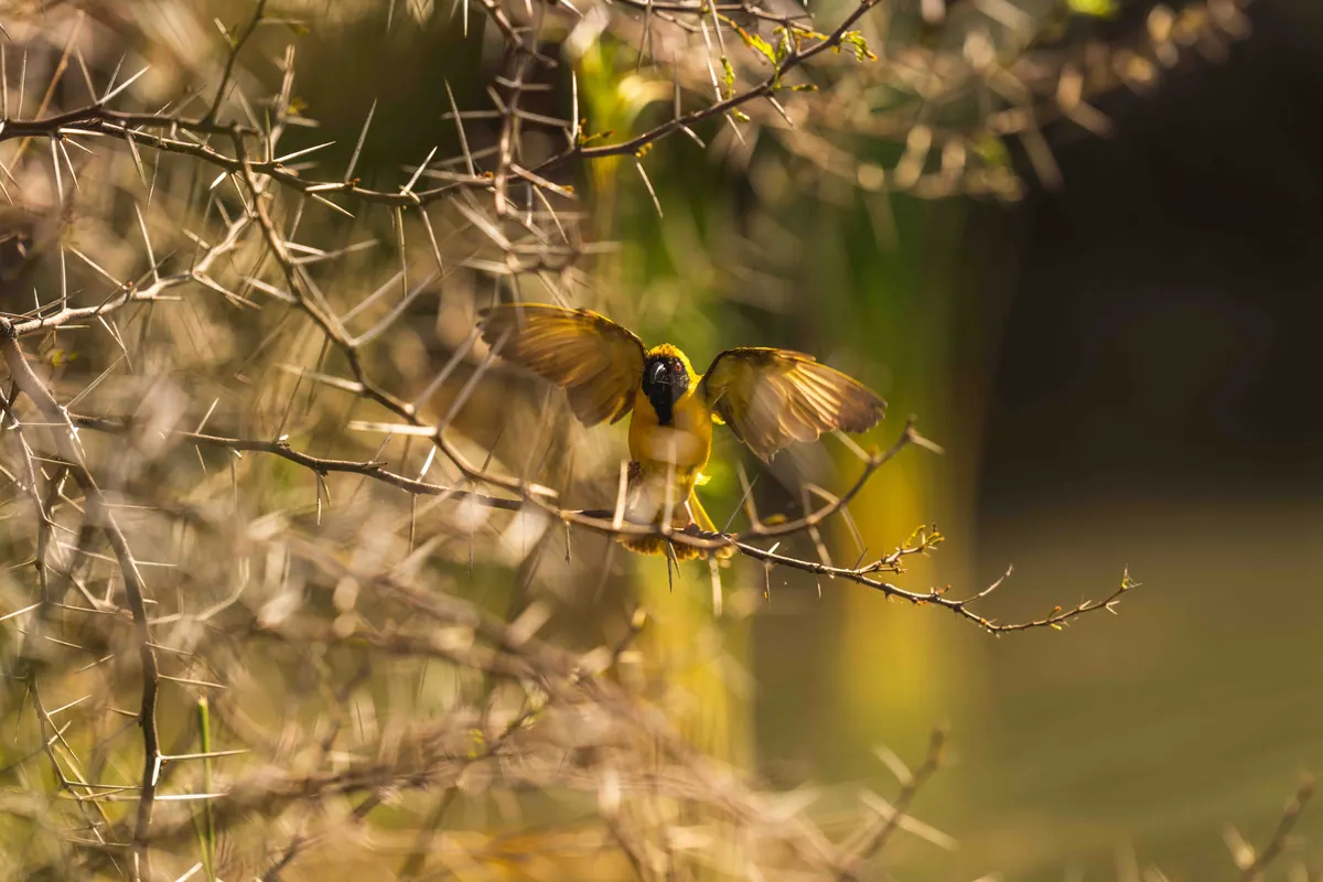 A small bird perched among thorn branches