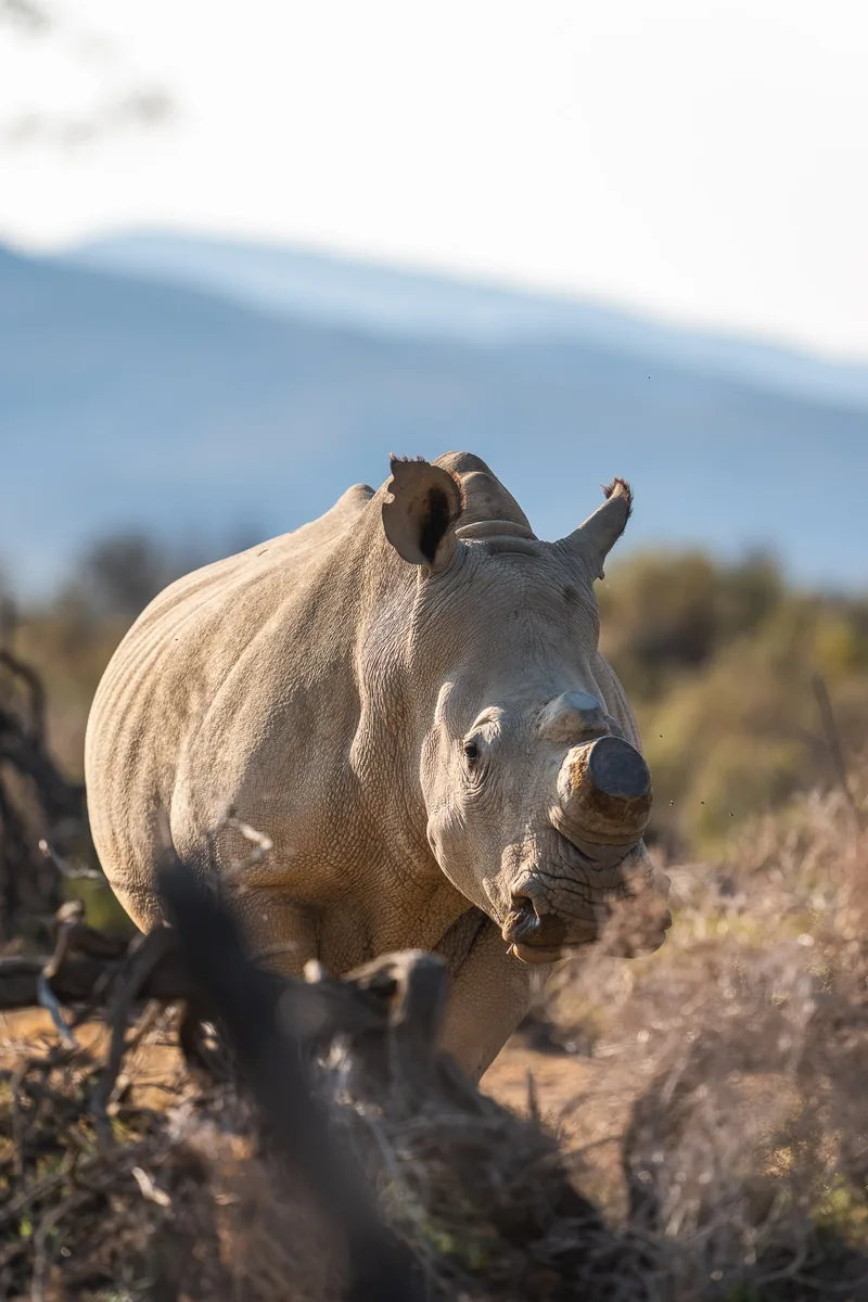 A rhino in the Karoo scrub