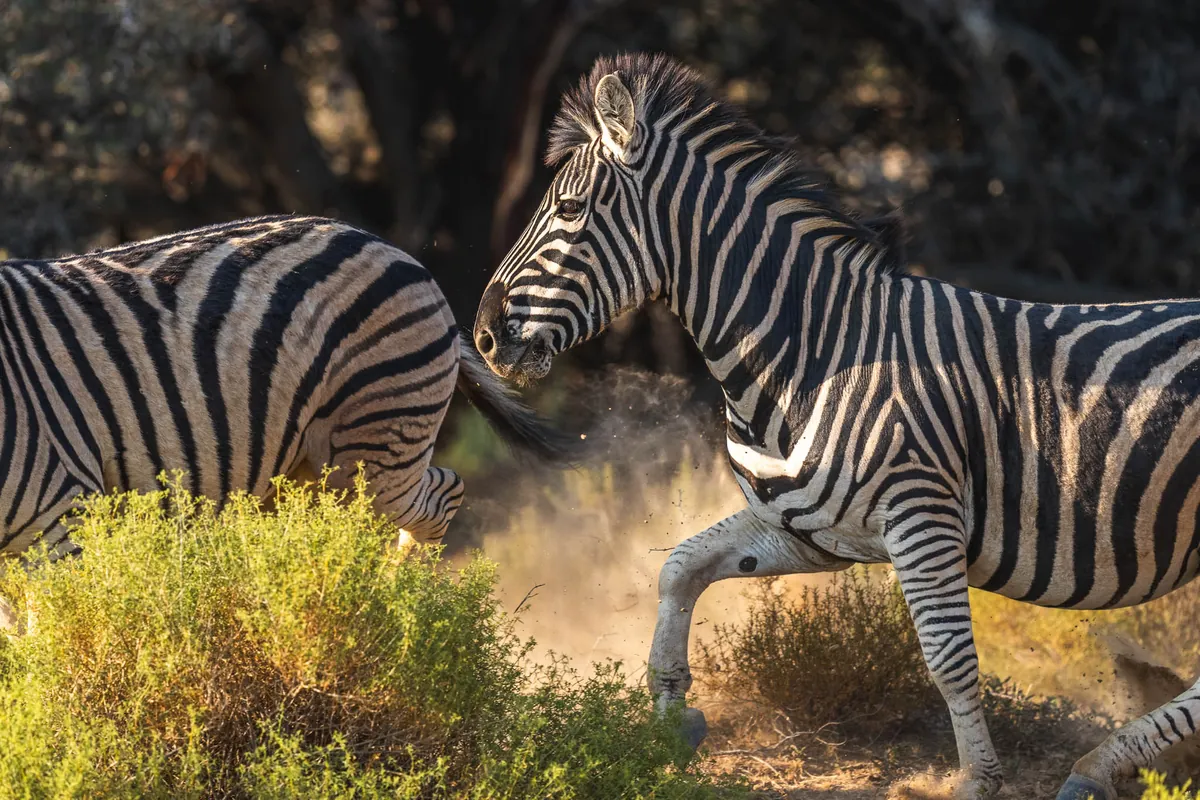 Two zebra kicking up dust in the scrub